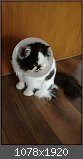 Vier Pfoten für Forumla: Der Katzenthread
