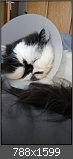 Vier Pfoten für Forumla: Der Katzenthread