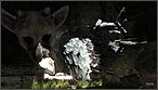 The Last Guardian (Project Trico)
